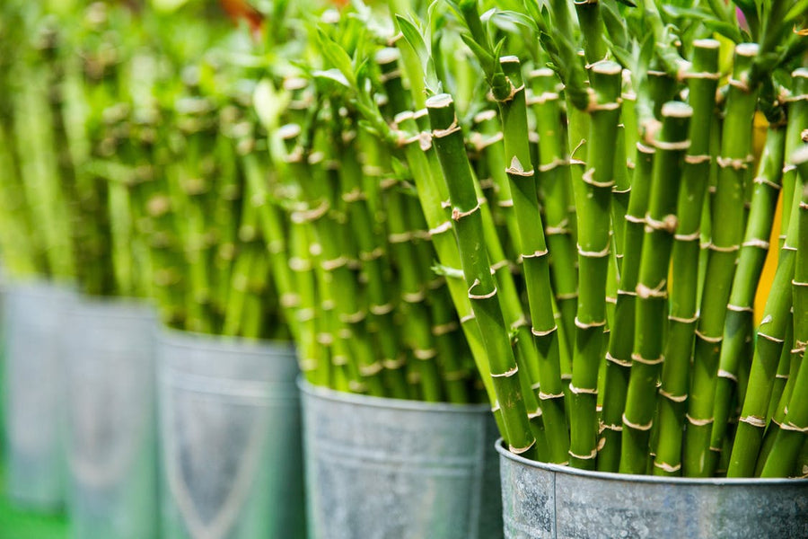 Facts About Reusable Bamboo